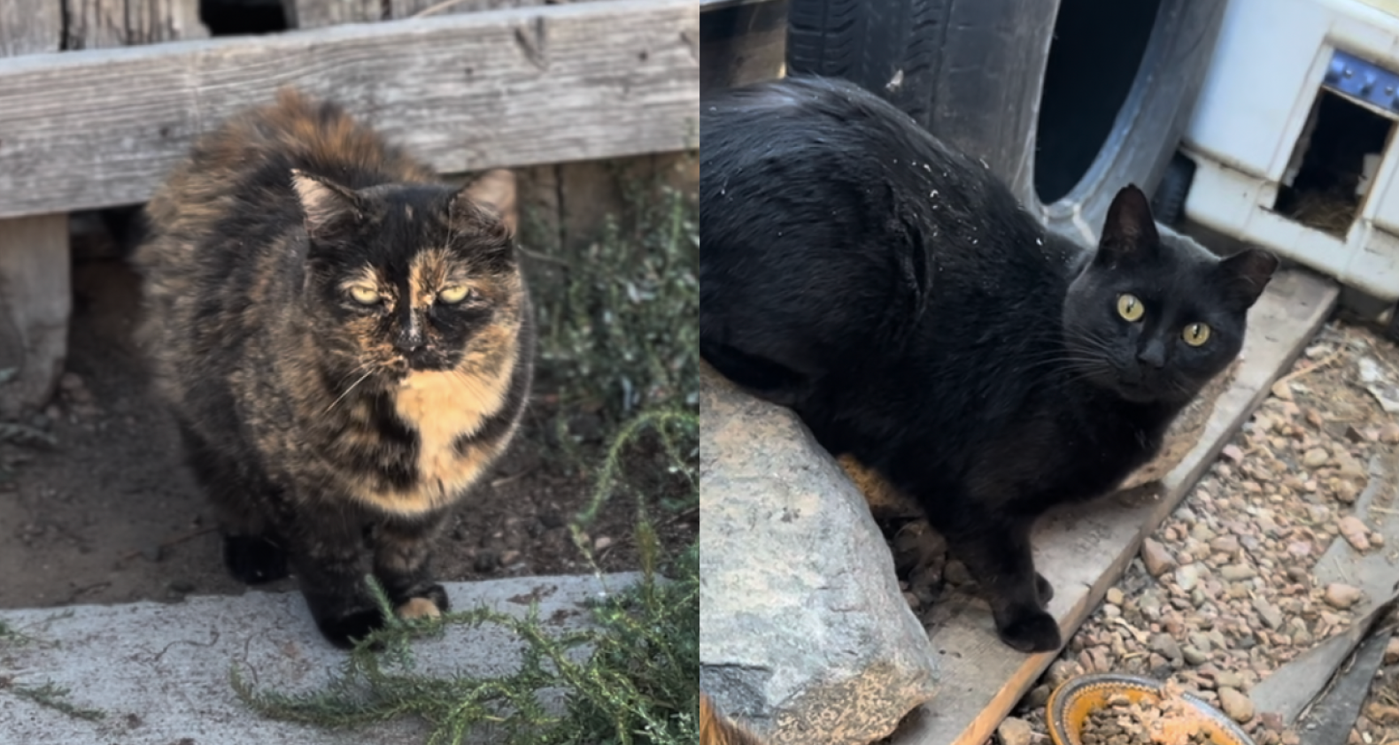 Tortoiseshell shorthair & black shorthair cat